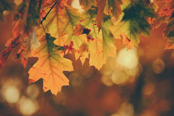 Samhain Events 2019