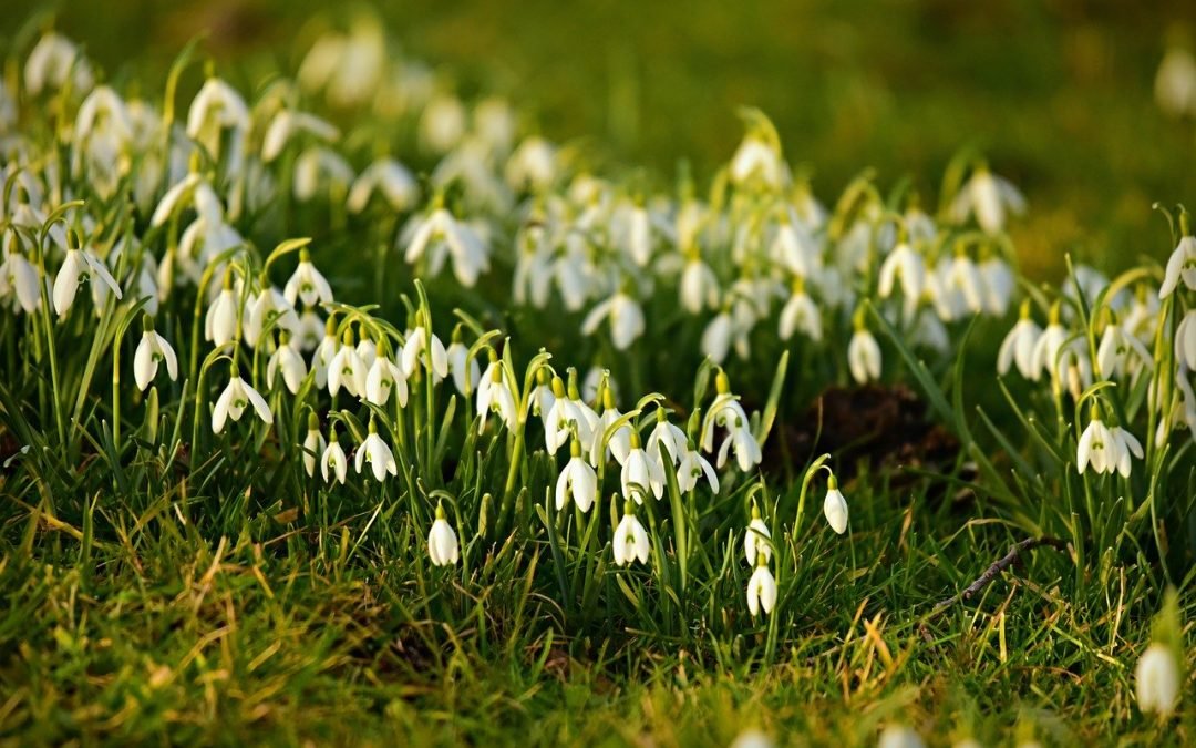 Imbolc Events 2020: Celebrating the Maiden Goddess